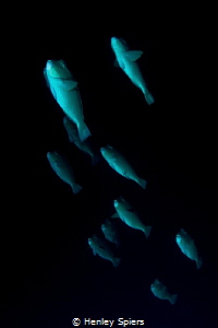 Flock of Bumpheads by Henley Spiers 